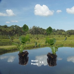 Quinn's Fins Water Poppy Live Pond Plants, 2 count