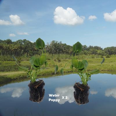 Show full view: Quinn's Fins Water Poppy Pond Plants, 2 count slide 2 of 2