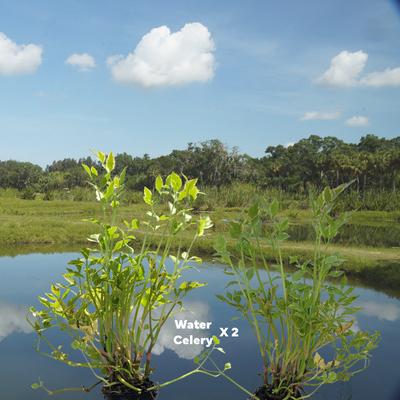 Show full view: Quinn's Fins Water Celery Marginal Pond Plants, Green, Medium, 2 count slide 2 of 2