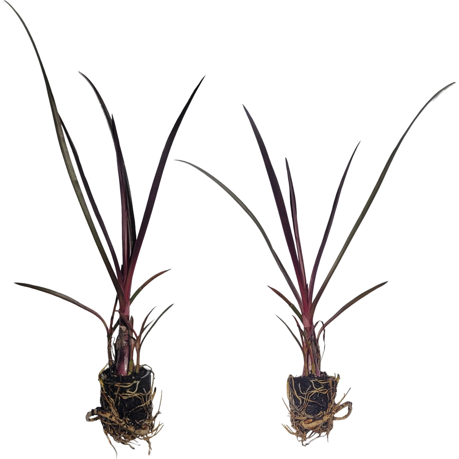 Quinn's Fins Bog Lily Marginal Live Pond Plants, Red, Medium, 2 count