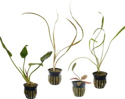 Quinn's Fins Jack the Ripper My Tank with Live Cryptocorynes, 4 count