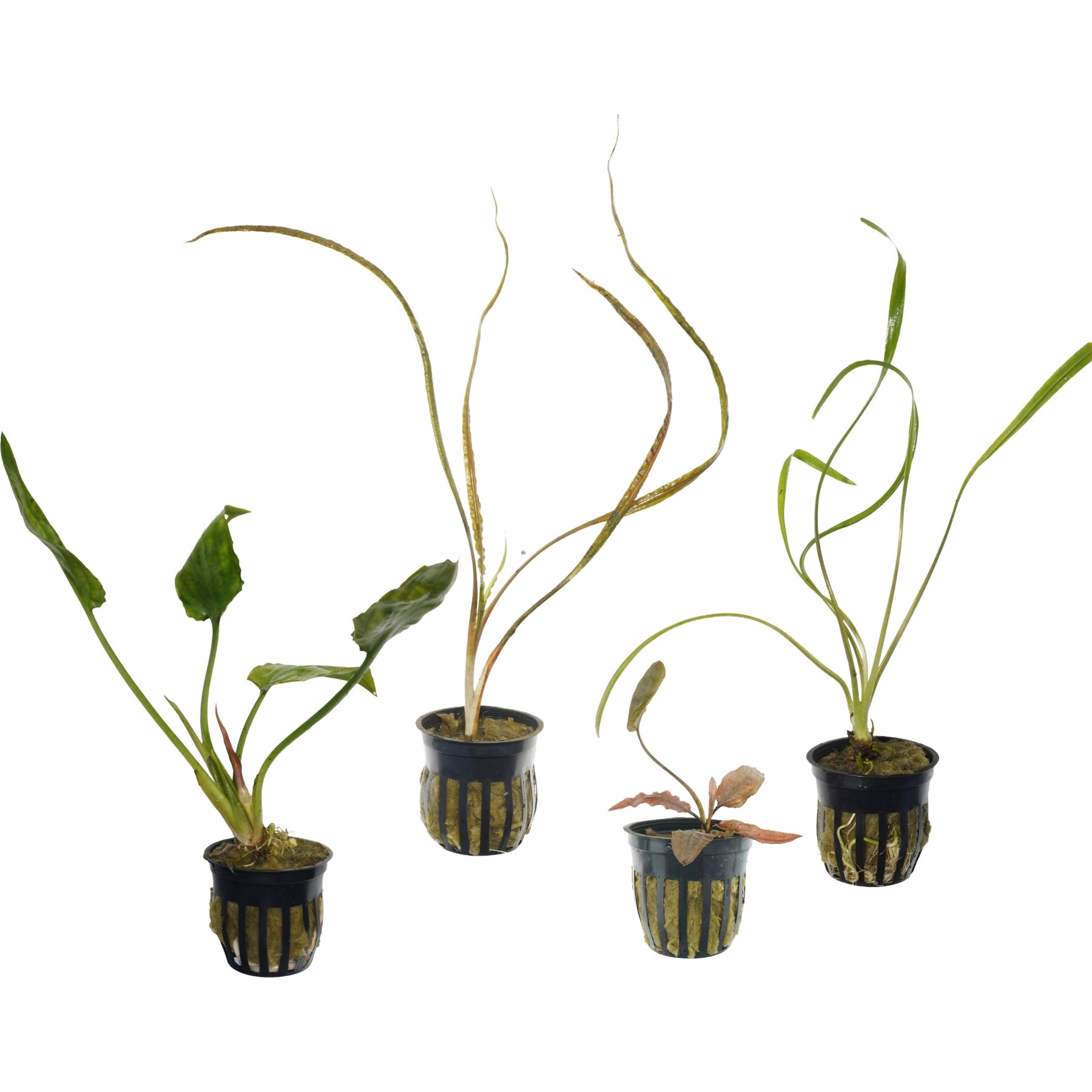 Quinn's Fins Cryptocoryne Ponterifolia, Cryptocoryne Retrospiralis, Cryptocoryne Tropica, Cryptocoryne Spiralis Submerged Live Plant Pack