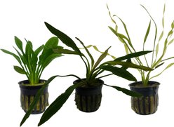 Quinn's Fins Blacksmith Dagger My Tank with Sword Plants, Green, Small, 3 count