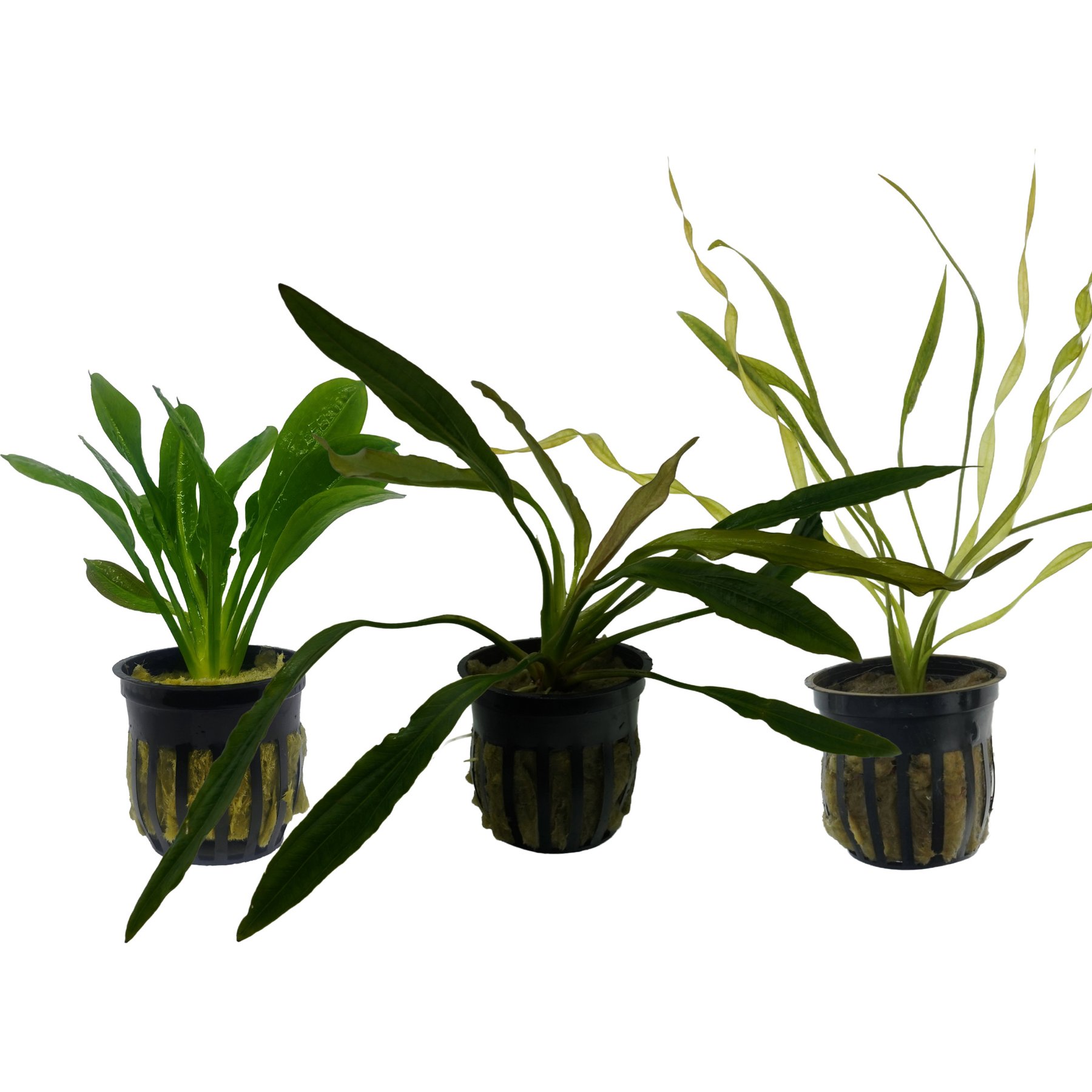 Quinn's Fins Rosette Sword, Pinwheel Sword, Vesuvius Sword Submerged Live Plant Pack