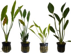 Quinn's Fins Blacksmith Dagger My Tank with Sword Plants, 4 count