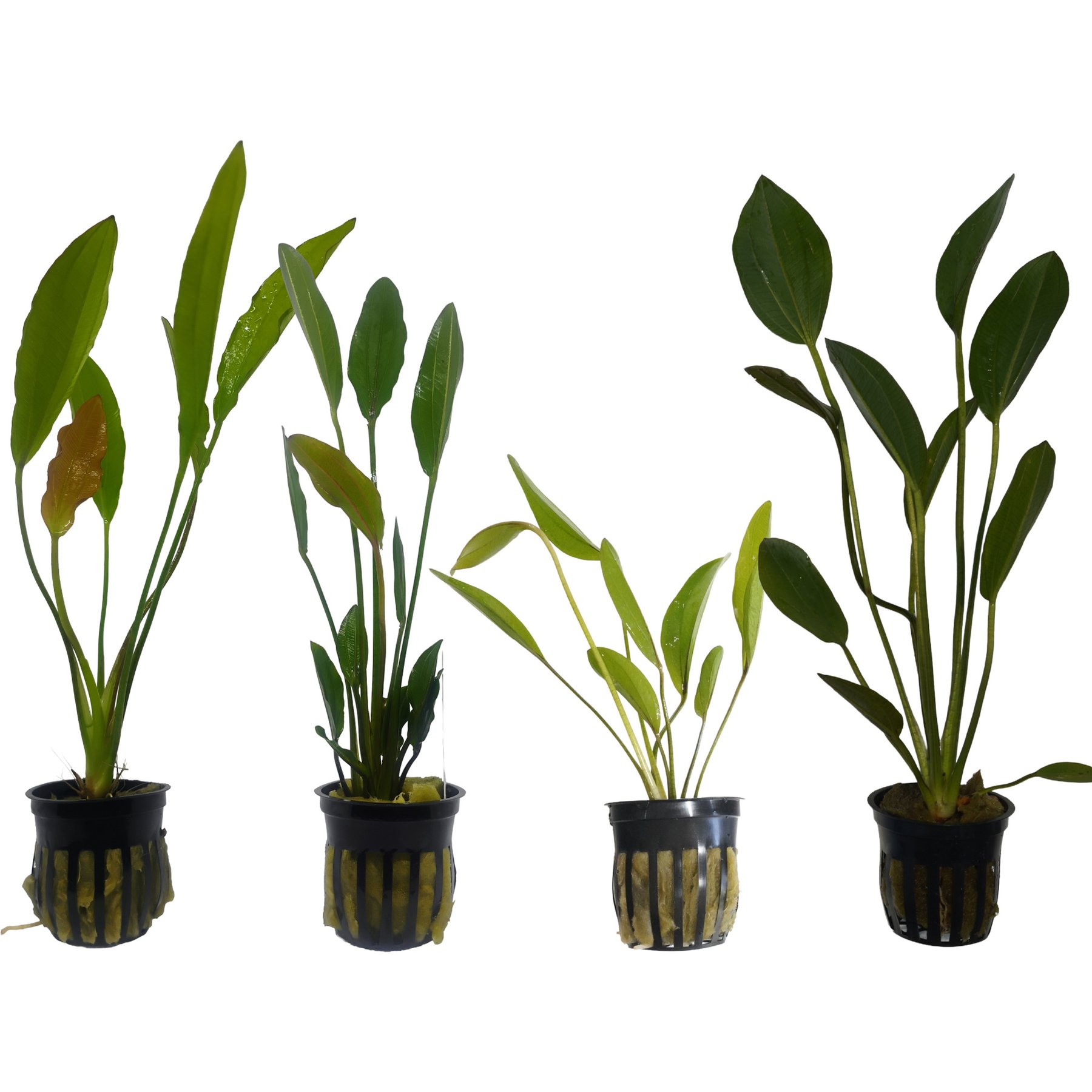 Quinn's Fins Gold Melon Sword, Altlandsberg Sword, Frans Stoffels Sword, & Kleiner Bar Sword Sumberged Live Plant Pack