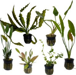 Quinn's Fins Watering Hole Live Plants, 6 count