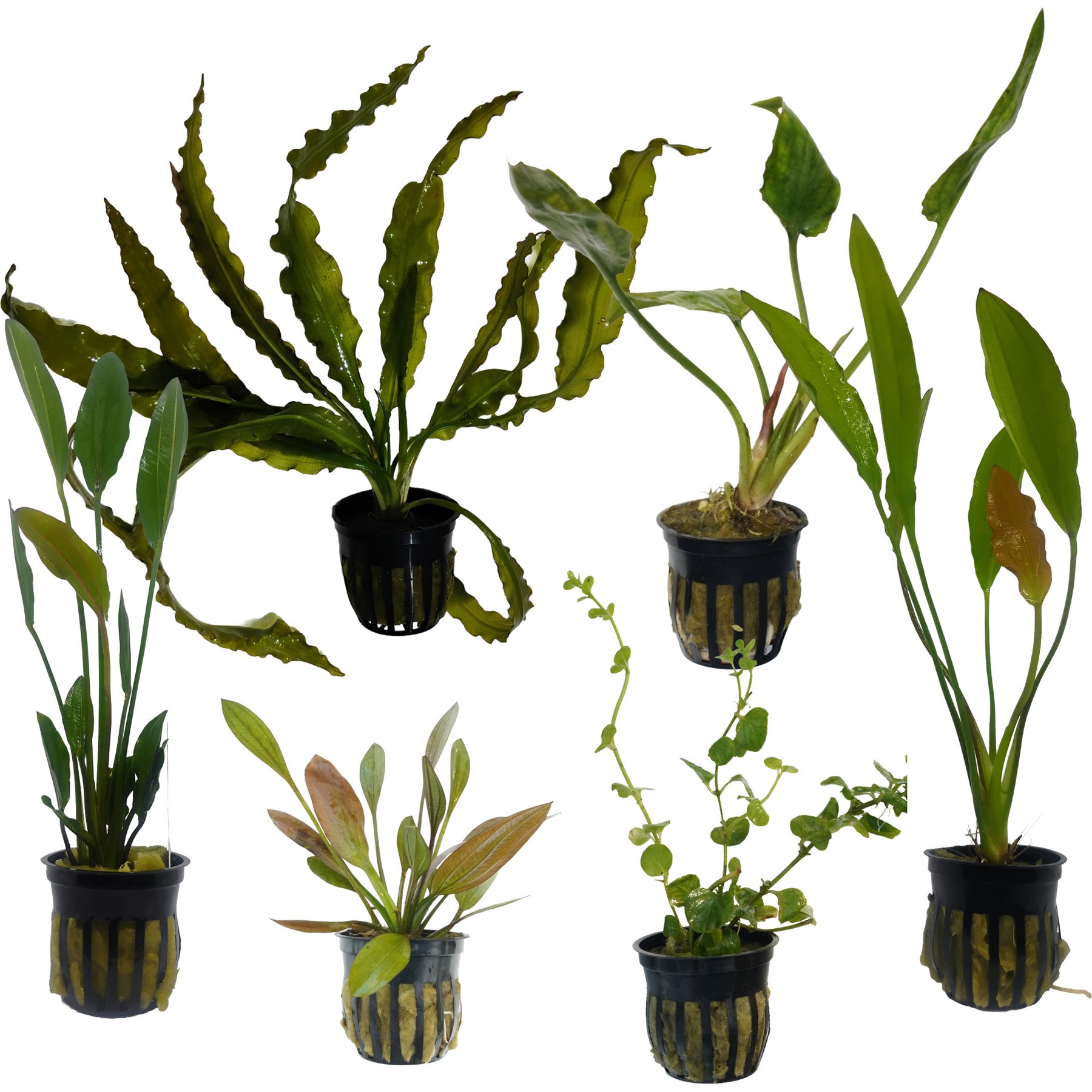 Quinn's Fins Aponogeton Crispus, Cryptocoryne Pontederifolia, Altlandsberg Sword, Red Melon Sword, Lloydiella, Gold Melon Sword Submerged Live Plant Pack