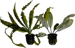 Quinn's Fins Once Aponogeton A Time Aquarium Plant Pack, 2 count slide 1 of 2