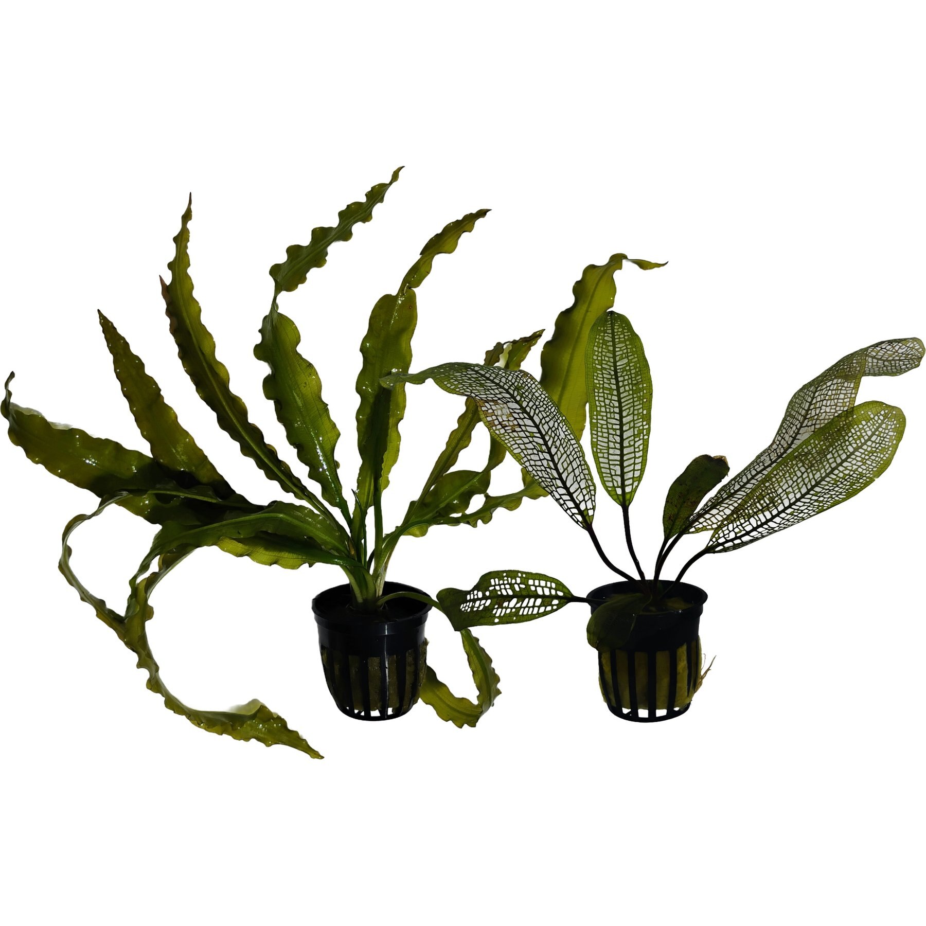 Quinn's Fins Aponogeton Madagascar Lace & Aponogeton Crispus Sumberged Live Plant Pack