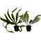Show in main carousel: Quinn's Fins Once Aponogeton A Time Aquarium Plant Pack, 2 count slide 1 of 2