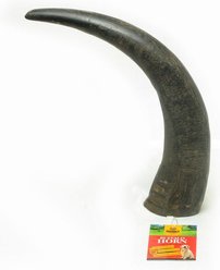 Advance Pet Product 10 to 15-in Water Buffalo Horn X-Large Bulk Hard Chew Treats