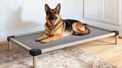 FXW TitanNest Padded Chew-Proof Elevated Dog Bed, Grey, Large: 47-in