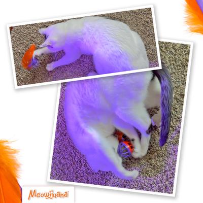 Show full view: Meowijuana Purple Passion Whack 'n' Roll Compressed Catnip Ball with Cage slide 6 of 9