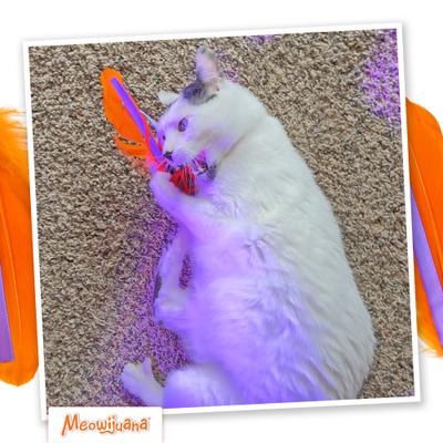 Show full view: Meowijuana Purple Passion Whack 'n' Roll Compressed Catnip Ball with Cage slide 7 of 9