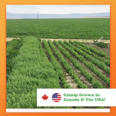 Show full view: Meowijuana Get Blitzed Reindeer Refillable Plush Cat Toy with Catnip slide 6 of 8