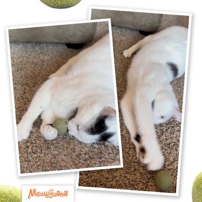 Show full view: Meowijuana Kalico Kush Compressed Catnip Ball Refill, 2 count slide 7 of 10