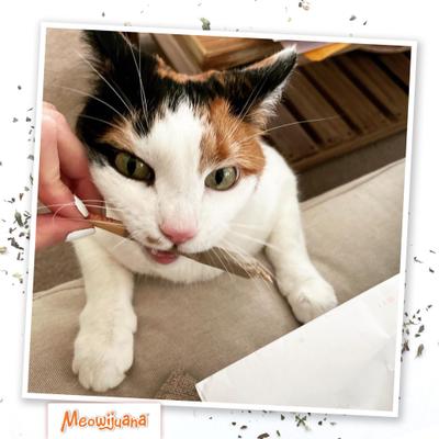 Show full view: Meowijuana Catnibas King Size Rollies slide 6 of 11