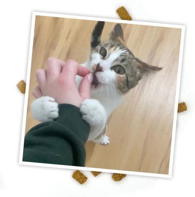 Show full view: Meowijuana Crunchie Munchie Chicken Flavored Catnip Crunchy Cat Treats, 3-oz bag slide 8 of 11