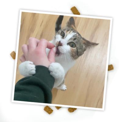 Show full view: Meowijuana Crunchie Munchies Salmon Flavored Cat Treats, 3-oz bag slide 8 of 8