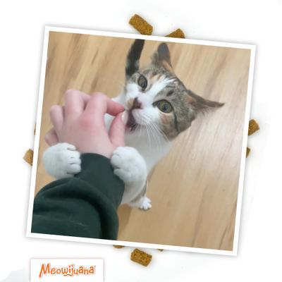 Show full view: Meowijuana Crunchie Munchie Seafood Medley Catnip Crunchy Cat Treats, 3-oz bag slide 7 of 10