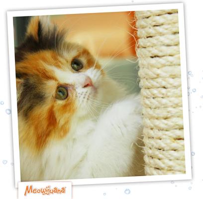 Show full view: Meowijuana Catnip & Silvervine Spray, 3-oz bottle slide 7 of 10