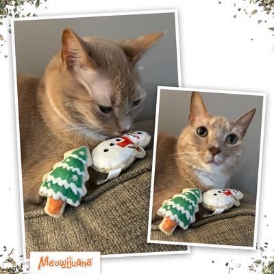 Show full view: Meowijuana Christmas Get Frosted Sugar Cookie Plush Cat Toy with Catnip, Multicolor, Small, 2 count slide 7 of 9