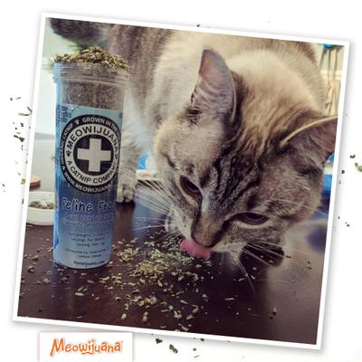 Show full view: Meowijuana Feline Frost Catnip, Silvervine, & Peppermint Blend Catnip, 26-gram bottle slide 7 of 9