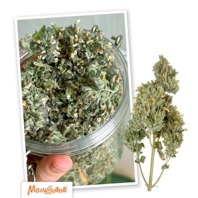 Show full view: Meowijuana Jar of Organic Catnibas Catnip Buds, 20-g jar slide 6 of 10
