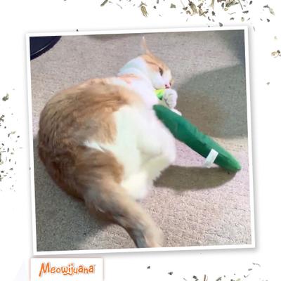 Show full view: Meowijuana Refillable Get Kickin' Spicy Pickle Kicker Cat Plush Toy with Catnip slide 7 of 11