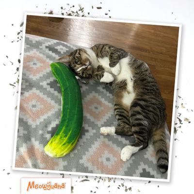 Show full view: Meowijuana Refillable Get Kickin' Spicy Pickle Kicker Cat Plush Toy with Catnip slide 6 of 11