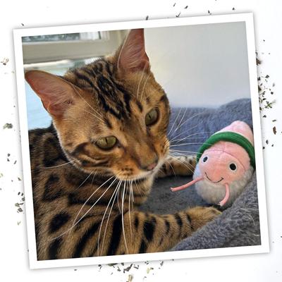 Show full view: Meowijuana Refillable Get Wrapped Sushi Cat Toy slide 7 of 10