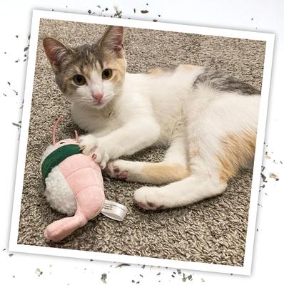 Show full view: Meowijuana Refillable Get Wrapped Sushi Cat Toy slide 6 of 10