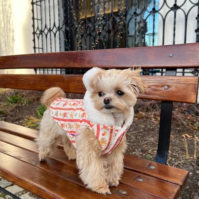 Show full view: Dolly Pet Valentine's Day Festive Bear Heart Dog Coat, X-Small slide 7 of 7