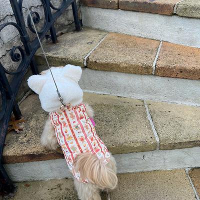 Show full view: Dolly Pet Valentine's Day Festive Bear Heart Dog Coat, X-Small slide 3 of 7