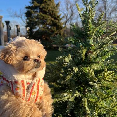 Show full view: Dolly Pet Valentine's Day Festive Bear Heart Dog Coat, Medium slide 3 of 6