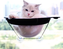 Xbrigh Nest Dome Cat Bubble Window Pod Space Cover Durable Hammock Accessory, Small, Pink