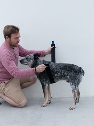 CALMR Dog Toys Settle Strap Dog Calming Device, Classic: 40-in slide 2 of 7