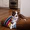 Show in main carousel: Pendleton National Park Joshua Tree Napper Dog Bed, Large slide 6 of 9