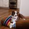 Show in main carousel: Pendleton National Park Joshua Tree Napper Dog Bed, Medium slide 6 of 9