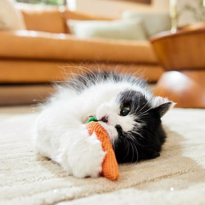 Show full view: Frisco Easter Carrot Plush Dental Chew Cat Toy with Silvervine & Catmint slide 4 of 8