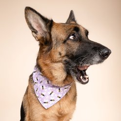 The Paws Honey Dog Bandana, Purple, Small slide 2 of 6