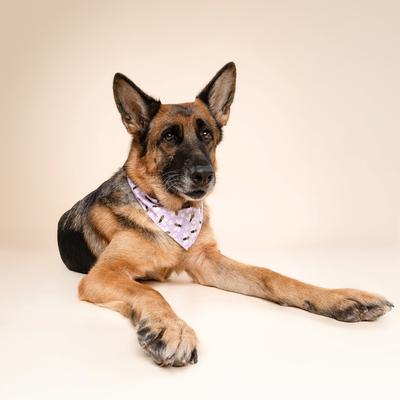 Show full view: The Paws Honey Dog Bandana, Purple, Large slide 3 of 6