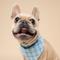Show in main carousel: The Paws Bobbie Dog Bandana, Blue, Small slide 3 of 7