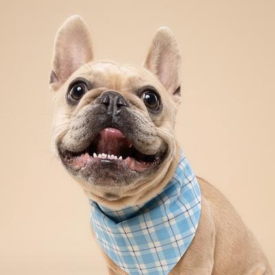 Show full view: The Paws Bobbie Dog Bandana, Blue, Small slide 3 of 7