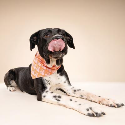 Show full view: The Paws Stevie Dog Bandana, Orange, Large slide 3 of 6