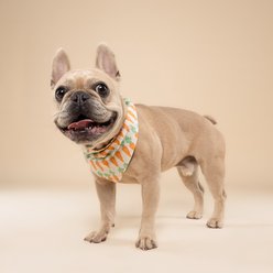 The Paws Crunch Dog Bandana, Orange, Large slide 2 of 6