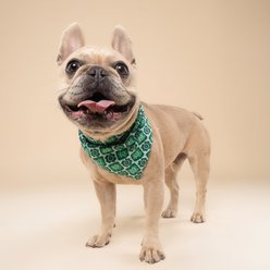 The Paws Shamrock Dog Bandana, Green, Large slide 2 of 6