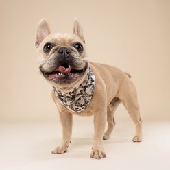 The Paws Lucky Dog Bandana, Brown, Medium slide 2 of 5