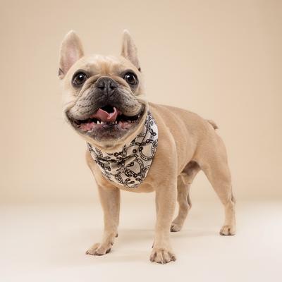 Show full view: The Paws Lucky Dog Bandana, Brown, Small slide 3 of 5